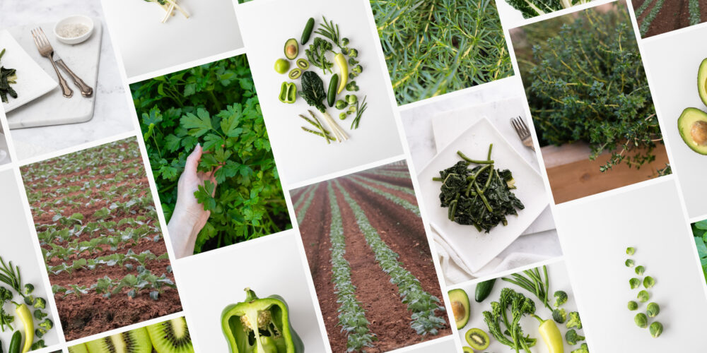 Introducing the New Green Goodness Collection Stock Images Photos