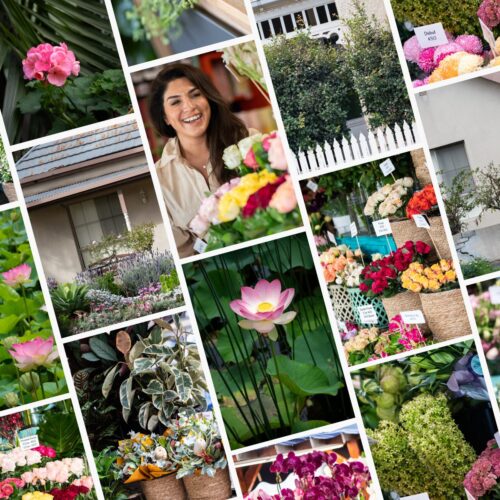 Explore "Market Blooms," our latest stock image collection capturing the essence of flower markets in Australia. Sign up for Eliza Stock to access over 6000 images and let your brand flourish. This image is a vibrant collage featuring a variety of scenes from a flower market. It includes images of colorful bouquets, a woman selecting flowers, close-ups of individual blooms like a pink lotus, and lush greenery. The collection captures the beauty and diversity of the market's offerings, from potted plants to floral arrangements, highlighting the joy of exploring and choosing flowers in a lively, natural setting.